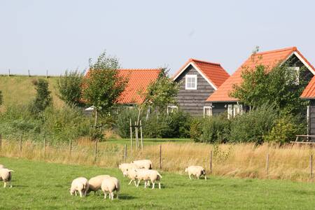 Vakantiehuizen op Oosterscheldepark De Stelhoeve met daarvoor een weiland met schapen