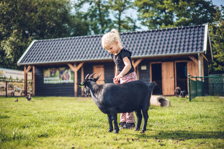 Kindje met een geit in de dierenweide van vakantiepark Ackersate